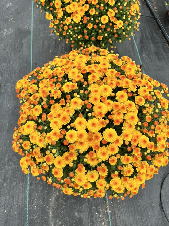 Peru Greenhouses & Landscaping Peru, IL